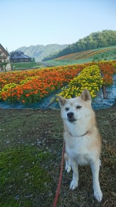 金山町こはく