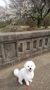 くるみ梅の花