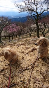 セサミエピ宝登山②