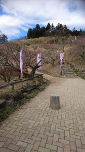 宝登山蝋梅