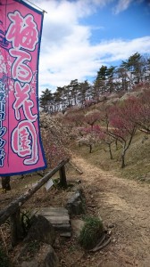 宝登山梅