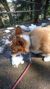 楓太雪