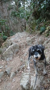 ライム高尾山くだり