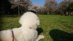 くるみ桜見納め