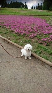 くるみ芝桜②