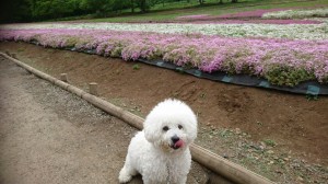 くるみ芝桜④