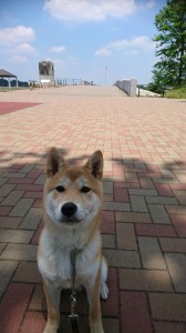 こたろう多摩湖