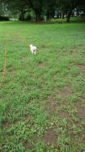 くるみ上仲原公園遊び①