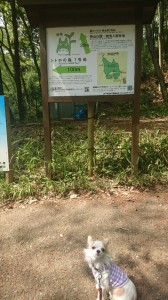 かえで①