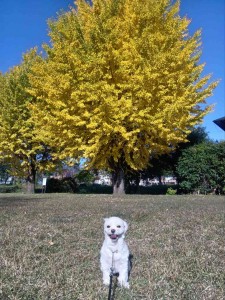 251117094351634_20251224101142