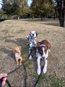 251123082017309_20251224101325