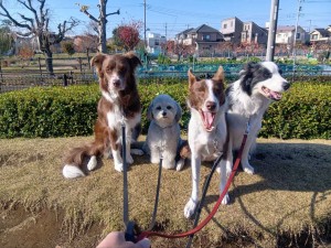 251127093731442_20251224101423