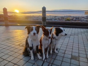 251216070846847_20260207093935