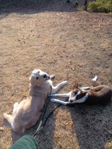 251231074245692_20260207094553